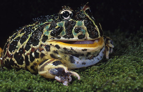 Argentine Horned Frog #1 Tote Bag by Richard Hansen - Science