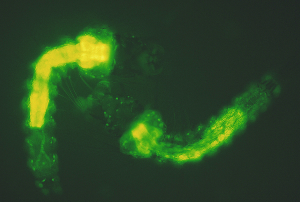 Fluorescent Mosquito Larvae #1 Greeting Card by Sinclair Stammers ...