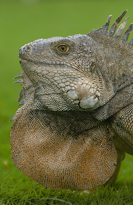 Green Iguana Flaring Dewlap Ecuador #1 Jigsaw Puzzle by Pete