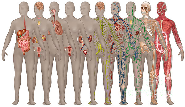 Human Systems In The Female Anatomy #1 Jigsaw Puzzle by Gwen