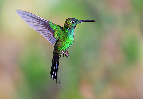 Hummingbird , Green-crowned Brilliant #1 Jigsaw Puzzle by