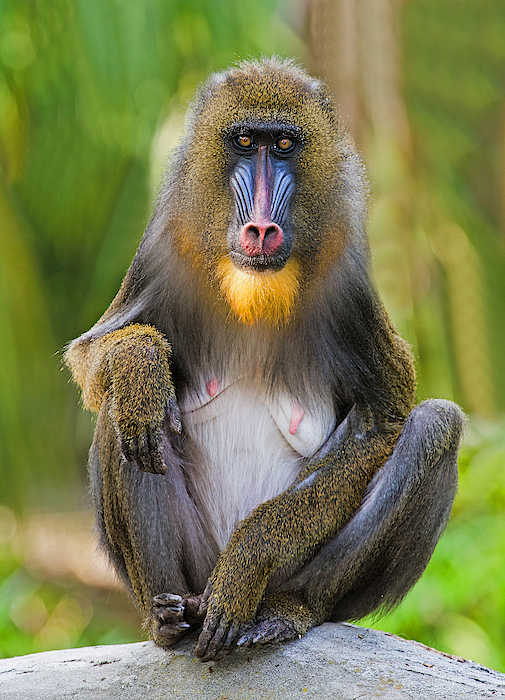 Mandrill Female #1 Jigsaw Puzzle by Millard H. Sharp - Science