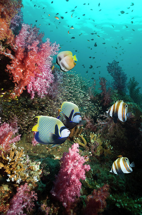 1-tropical-coral-reef-scenery-