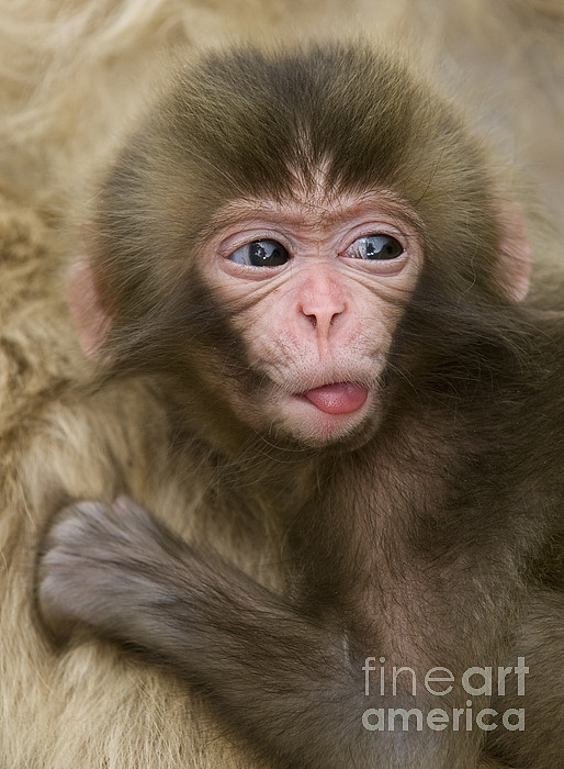 Baby Snow Monkey, Japan #12 Jigsaw Puzzle by John Shaw - Science