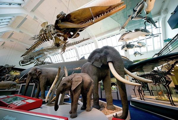 Natural History Museum's Mammal Gallery #2 Greeting Card by