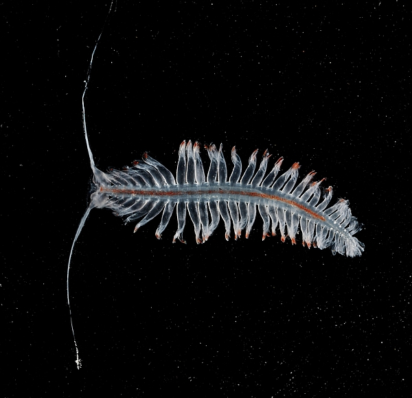 Sandworm Types Polychaete Marine Worm #2 Greeting Card by British Antarctic Survey ...