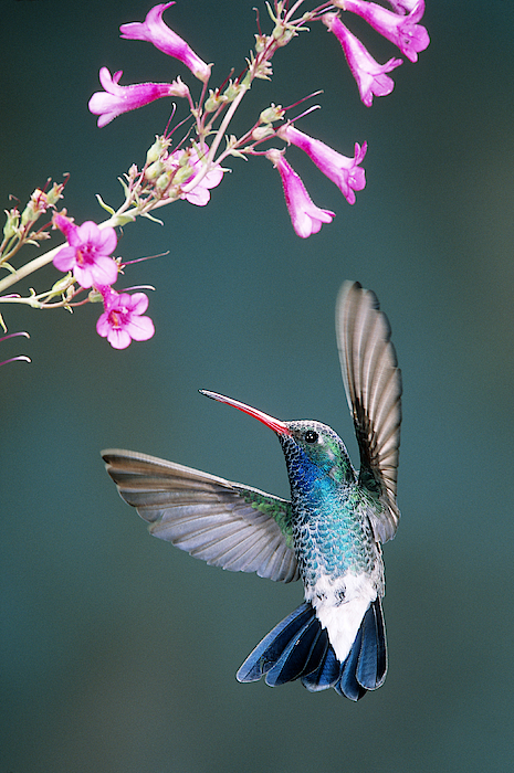 Broad-billed Hummingbird, Iridescent Blue, Flying by Flowers T