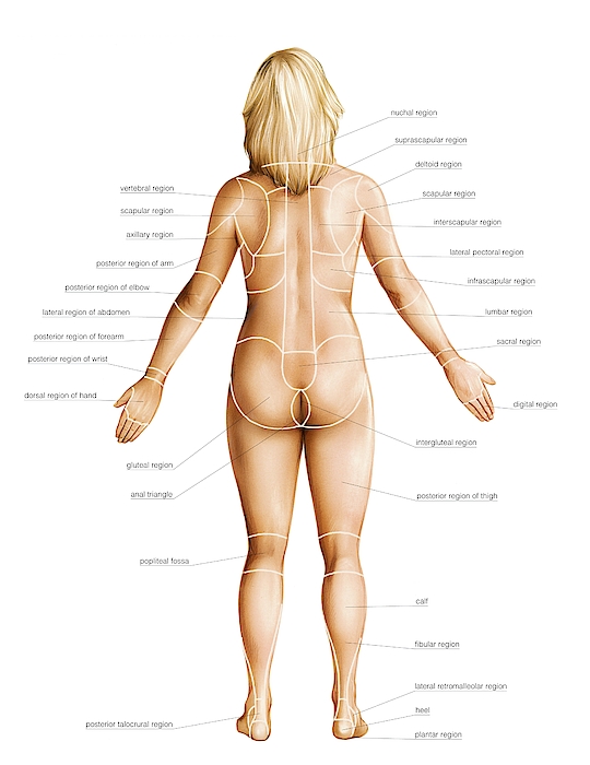 Female Regions Of Anatomy #3 iPhone Case by Asklepios Medical Atlas ...