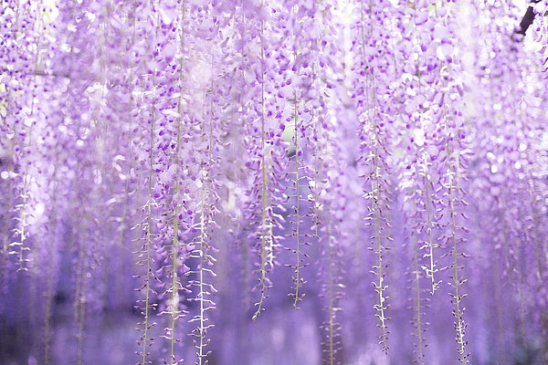 wisteria roslina Chinese Wisteria Vine (Wisteria Sinensis) - 15 Gal main image 1