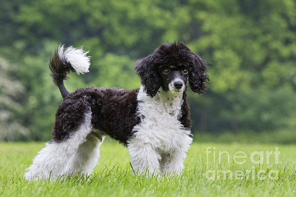 Harlequin Poodle Puppy #4 Tapestry by Johan De Meester - Science