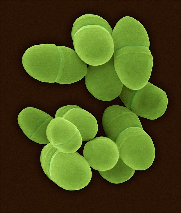 Lactococcus Spp Lactococcus Lactis #4 Greeting Card by Dennis Kunkel Microscopy ...