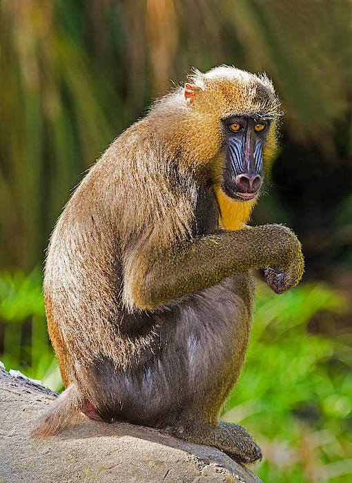 Mandrill Female #4 Jigsaw Puzzle by Millard H. Sharp - Science Mandrill Female #4 Jigsaw Puzzle by Millard H. Sharp - Science