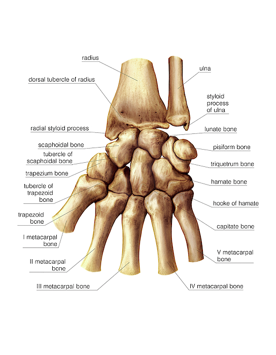 Wrist And Metacarpus Bones #4 Galaxy Case by Asklepios Medical Atlas ...