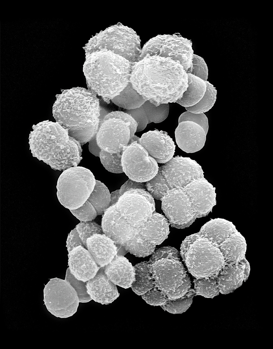 Deinococcus Sp. Coccoid Prokaryote #5 Greeting Card by Dennis Kunkel ...