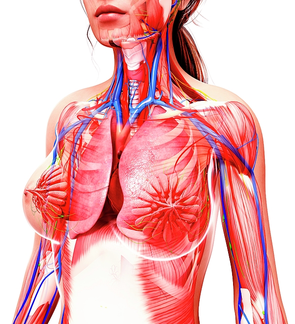 595-female-anatomy-