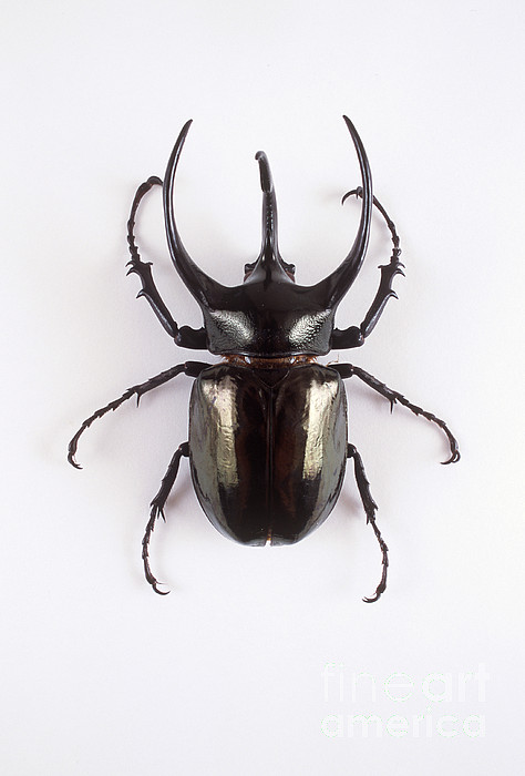 atlas-beetle-barbara-strnadova.jpg