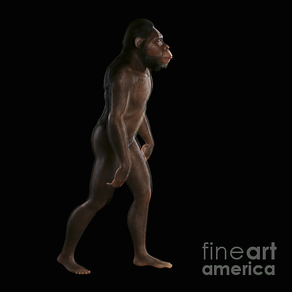 Australopithecus Greeting Card by Science Picture Co