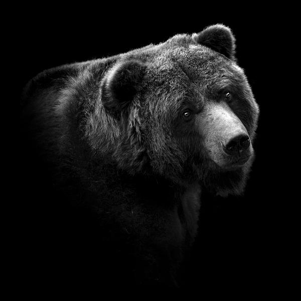 Wildlife Art