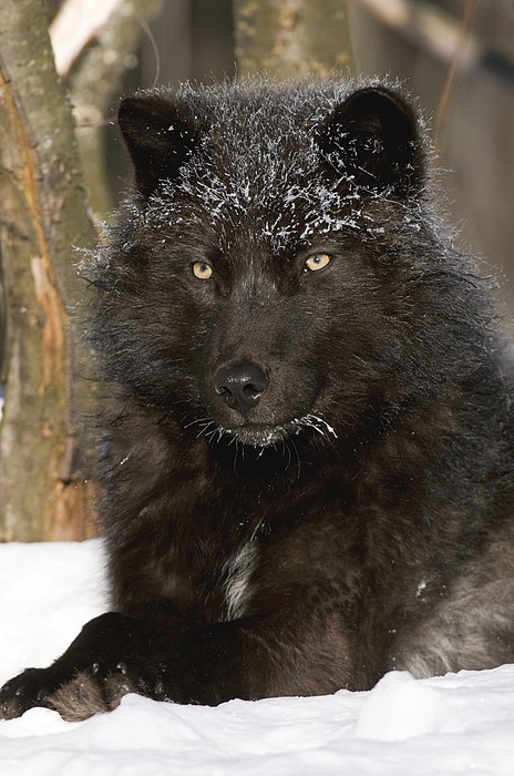 Wolfnacht　新品　ブラックメタル black l Wolfnacht ブラックメタル black metal - メルカリ