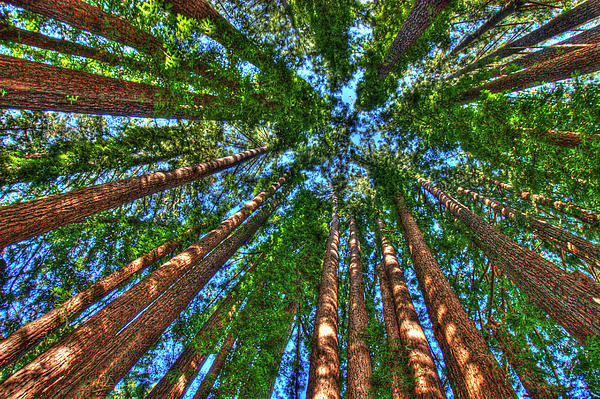 Nature Art