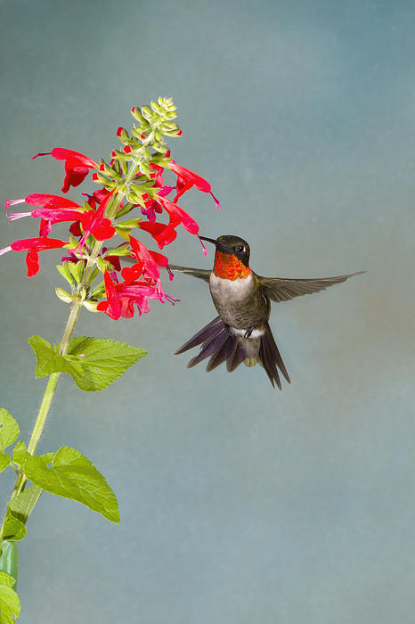 Hummingbird Photographs