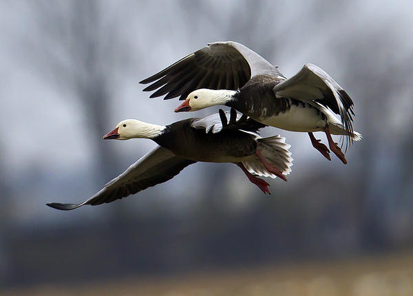 Geese Photographs