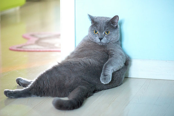 Fat Cat Sitting In The Corner Zip Pouch by Olivia Zz - Photos.com