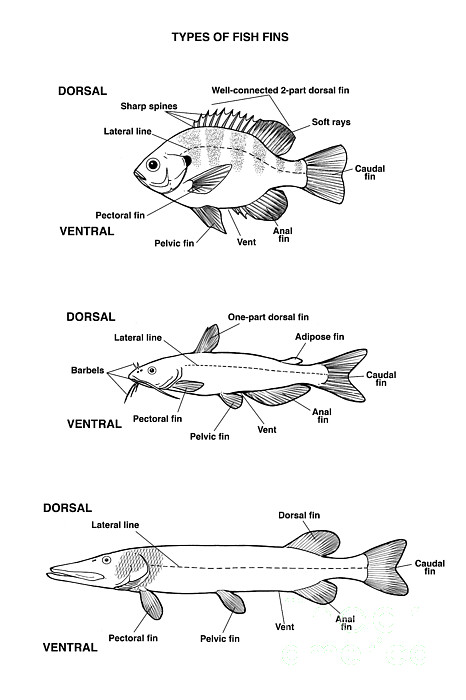 Fish Fin Types, Illustration Greeting Card by Carlyn Iverson