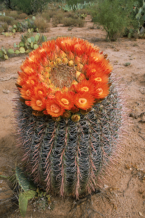 Fishhook Barrel Cactus Jigsaw Puzzle