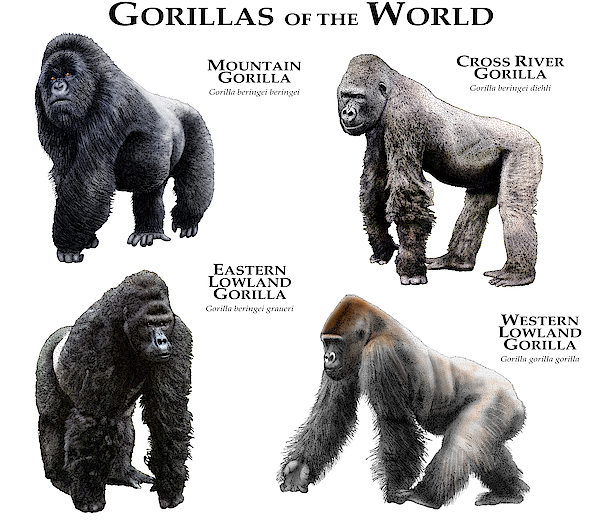 Gorillas Of The World Zip Pouch by Roger Hall - Science Source Prints