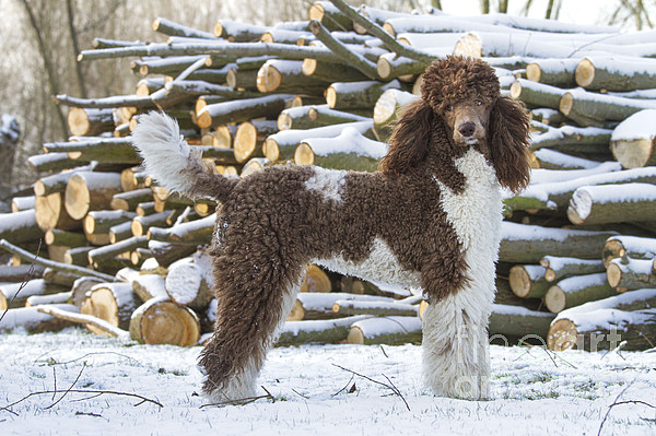 Harlequin Poodle Fleece Blanket by Johan De Meester - Science