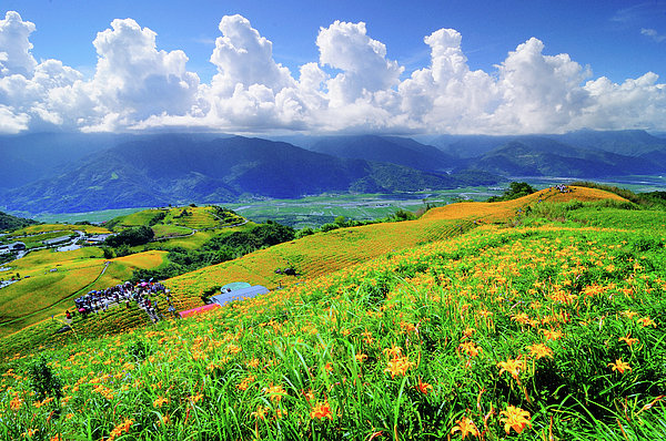 Lily Flower Field Jigsaw Puzzle by Frank Chen - Photos.com