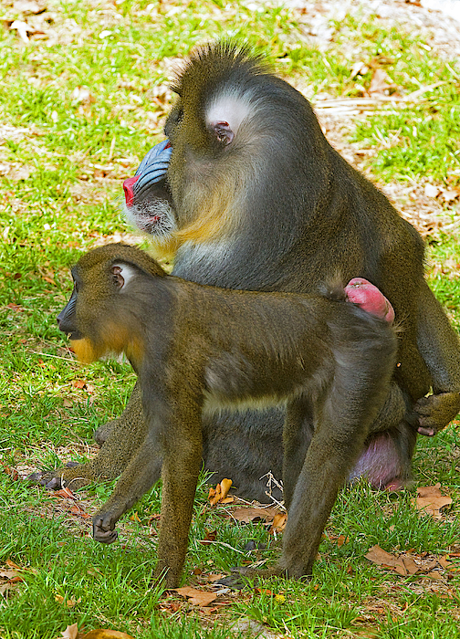 Mandrill ‎– 2枚 mandrill-male-and-female-