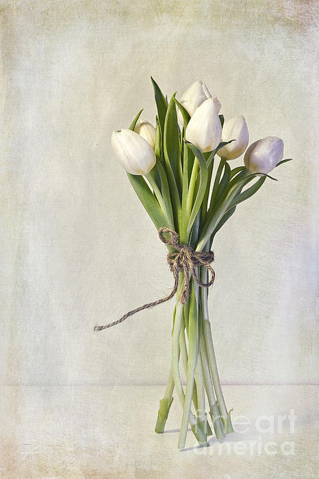 Still Life Art