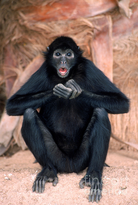 Mexican Spider Monkey Jigsaw Puzzle by Mark Newman - Science