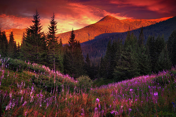 Mountain Flowers In Pine Forest Jigsaw Puzzle by Sergiy Trofimov