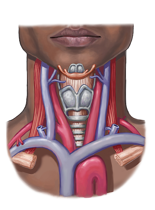 Neck Anatomy, Illustration Greeting Card by Spencer Sutton