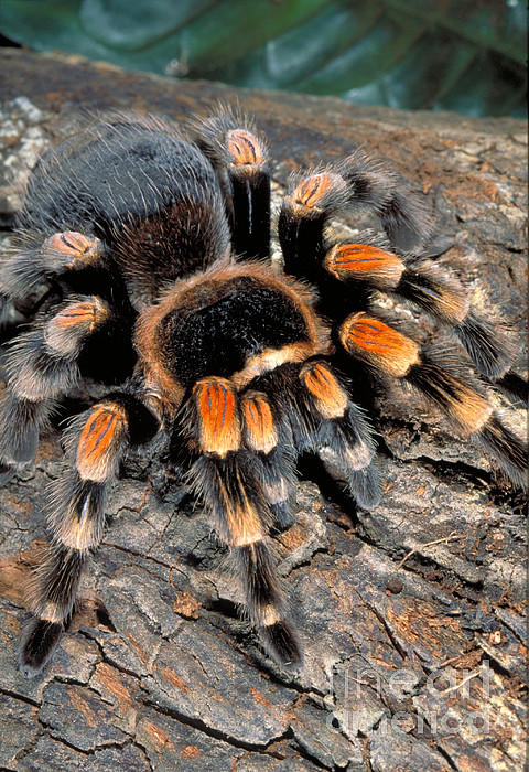 orange-knee-tarantula-gregory-