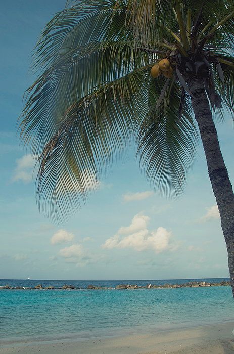 Palm Tree At The Beach In Curacao Zip Pouch by Photo By Ira Heuvelman ...
