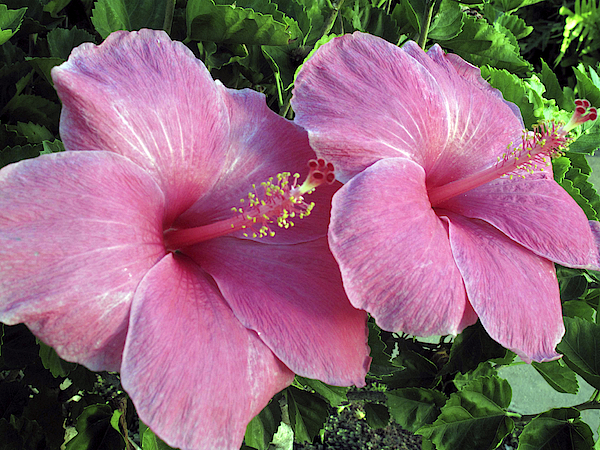 Pink Hibiscus Flowers, Hawaii Zip Pouch by Peter Skinner - Science