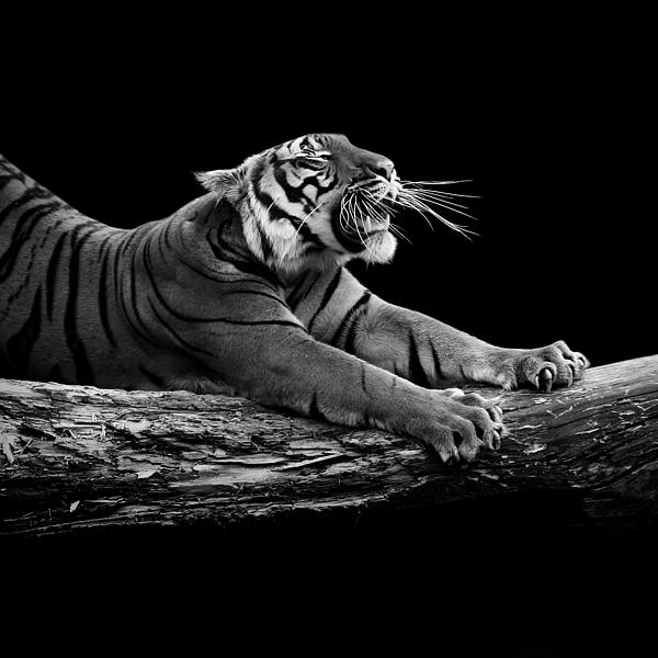 Animal Art