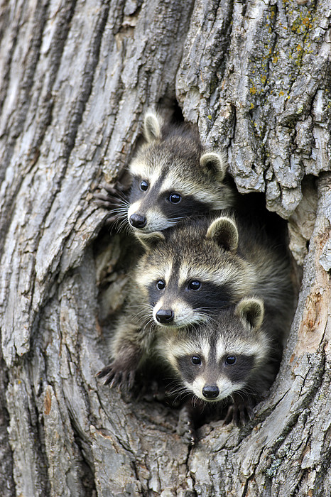 raccoon-trio-at-den-minnesota-