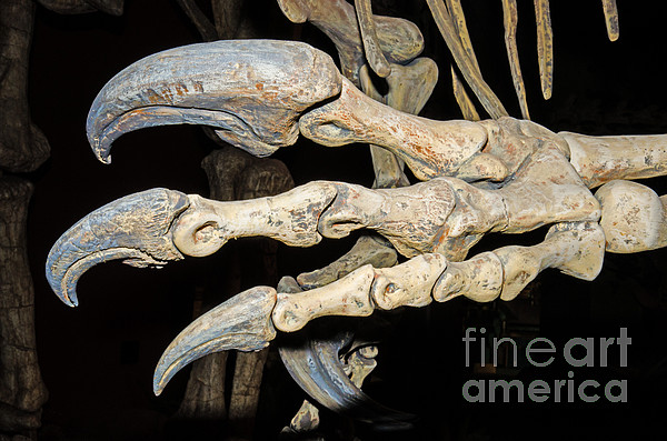 Saurophaganax Dinosaur Claw Fossil Galaxy Case by Millard H Sharp