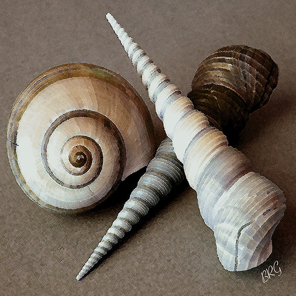 Seashells Spectacular No 24 Jigsaw Puzzle by Ben and Raisa