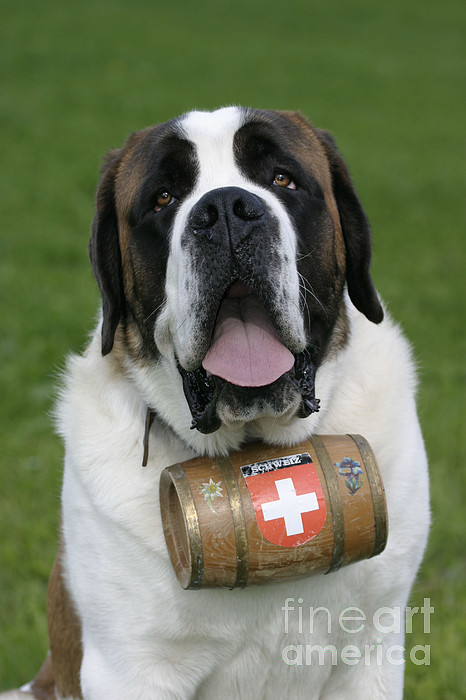 St. Bernard Dog Zip Pouch by Rolf Kopfle - Science Source Prints