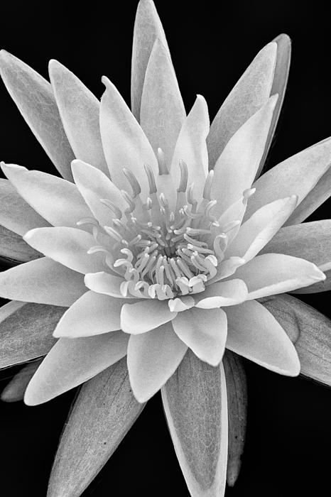 Nature Art