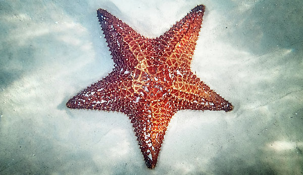 Starfish Underwater Greeting Card by Denise Panyik-dale