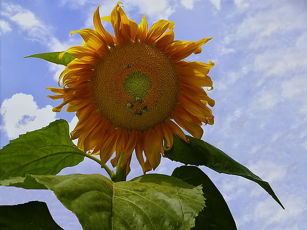 Sunflower Paintings