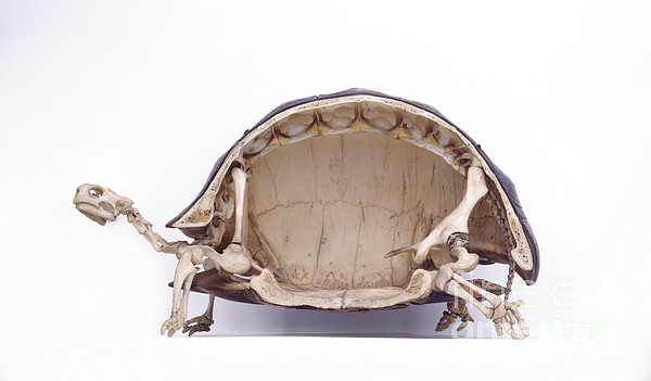 Tortoise Skeleton, Cross-section Jigsaw Puzzle by Colin Keates