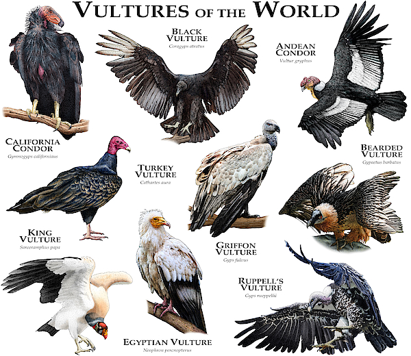 ANDFAMILYS メッセージドール VULTURE アンドファミリー 置物